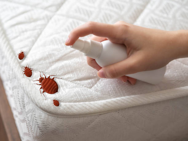 Best Spider Control Near Me  in Chincoteague, VA