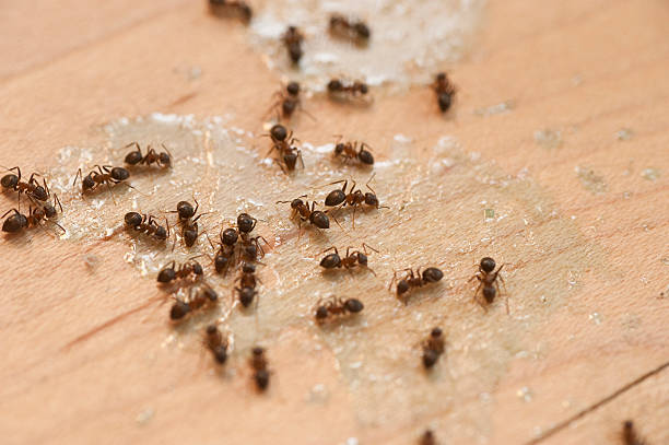 Best Pest Removal Services  in Chincoteague, VA
