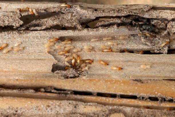 Best Wasp Removal Services  in Chincoteague, VA