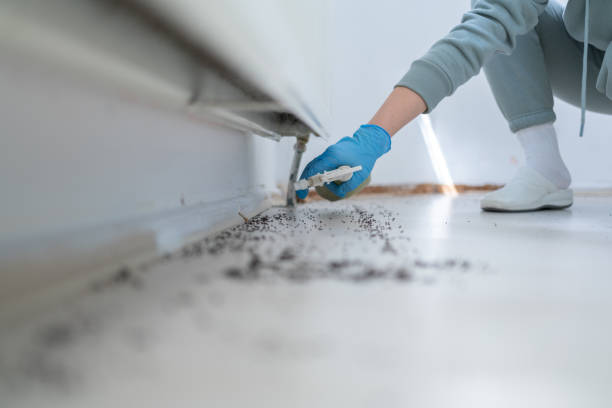 Best Rat Extermination Near Me  in Chincoteague, VA